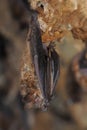 Geoffroy`s bat Myotis emarginatus